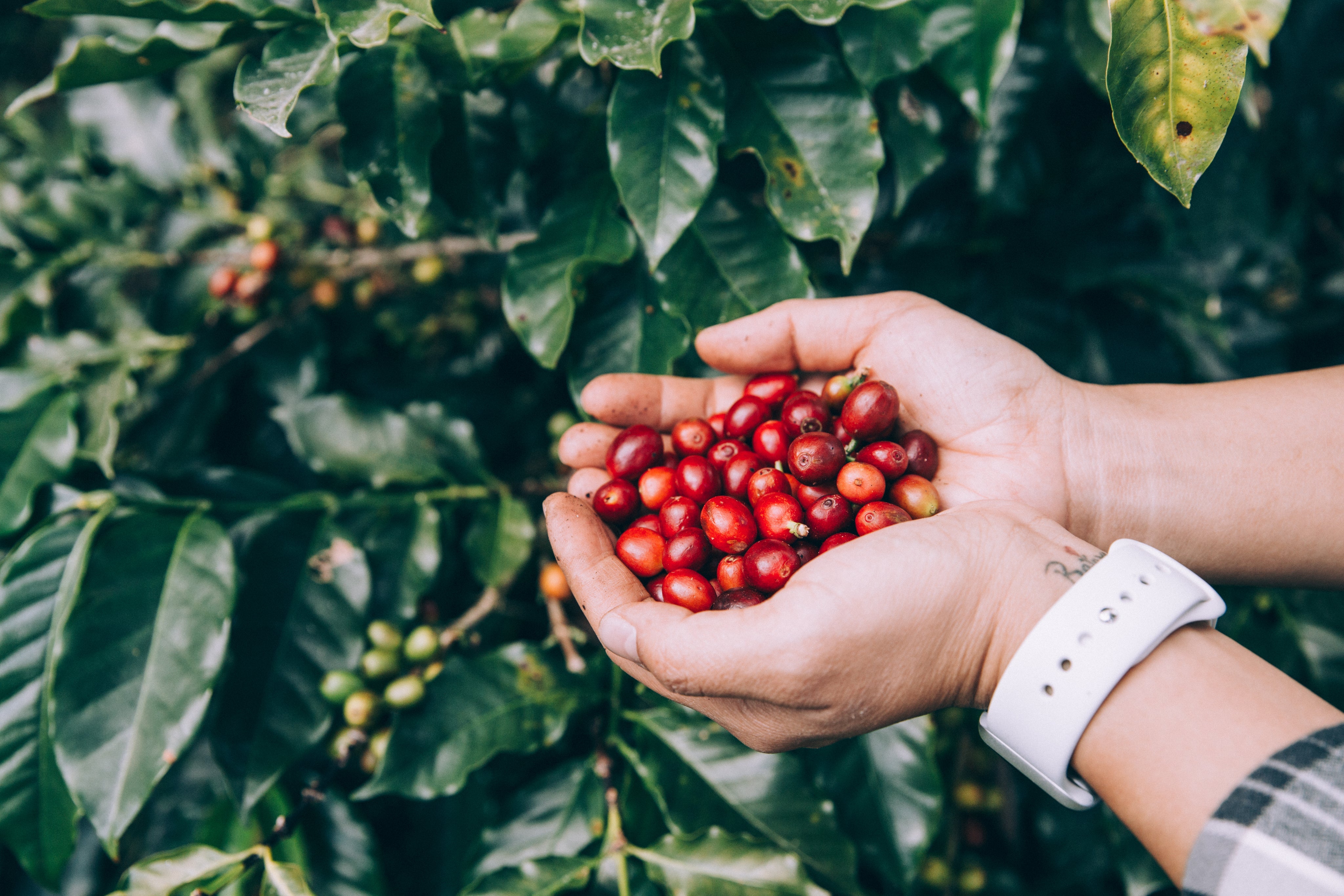 El Salvador Coffee